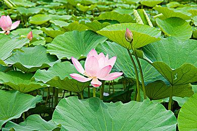 《战锤40K：星际战士2》新预告 为了帝皇杀戮虫子